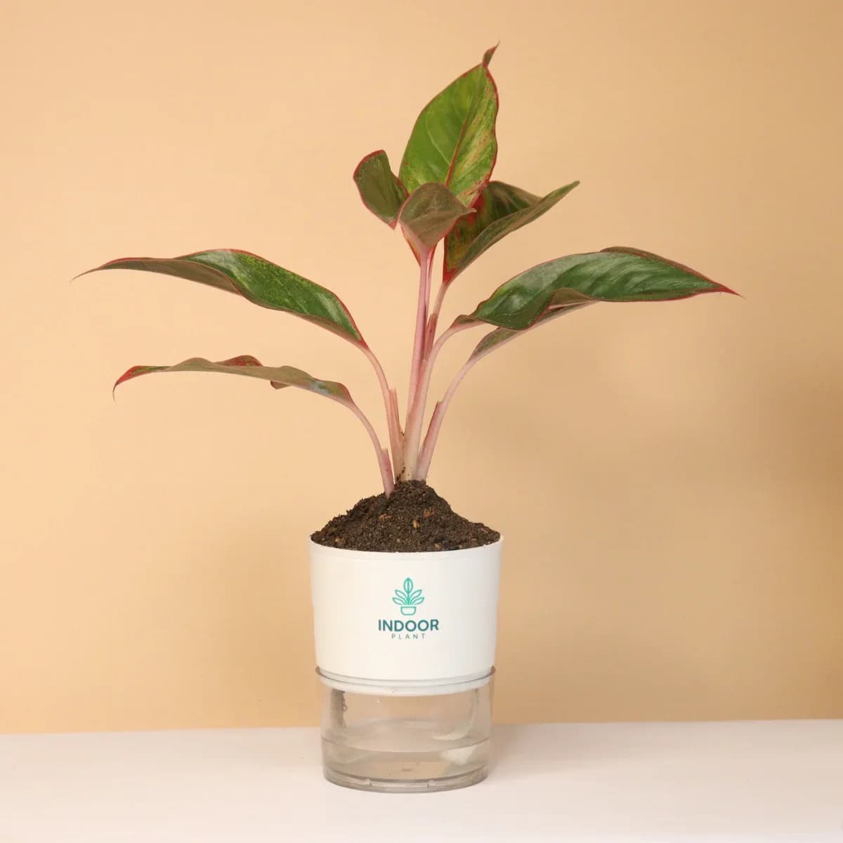 Aglaonema Red Lipstick Plant