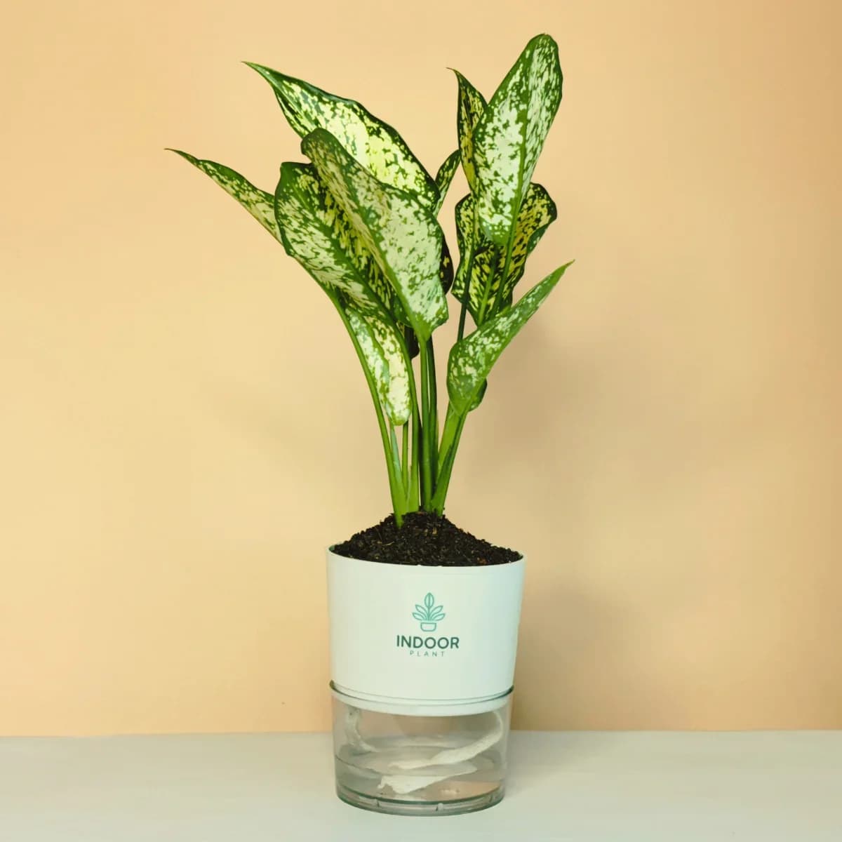 Aglaonema Snow White Plant
