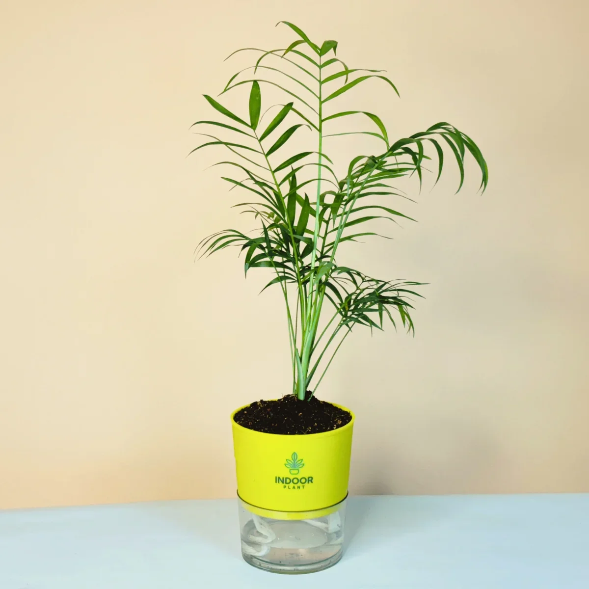 Bamboo Palm Plant