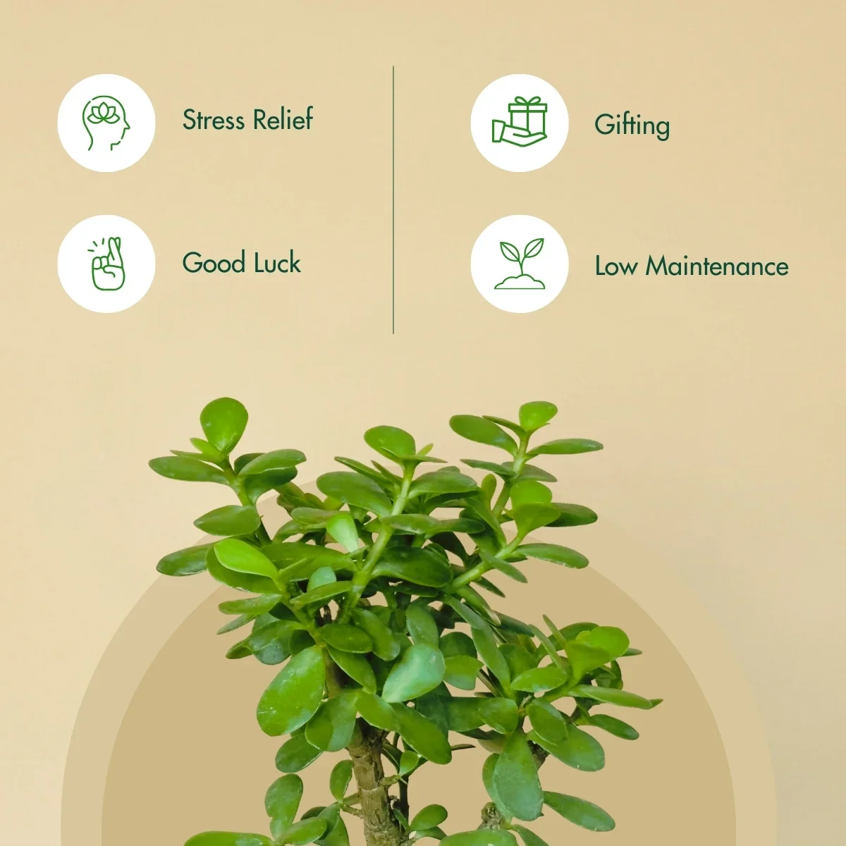 Lucky Jade Plant