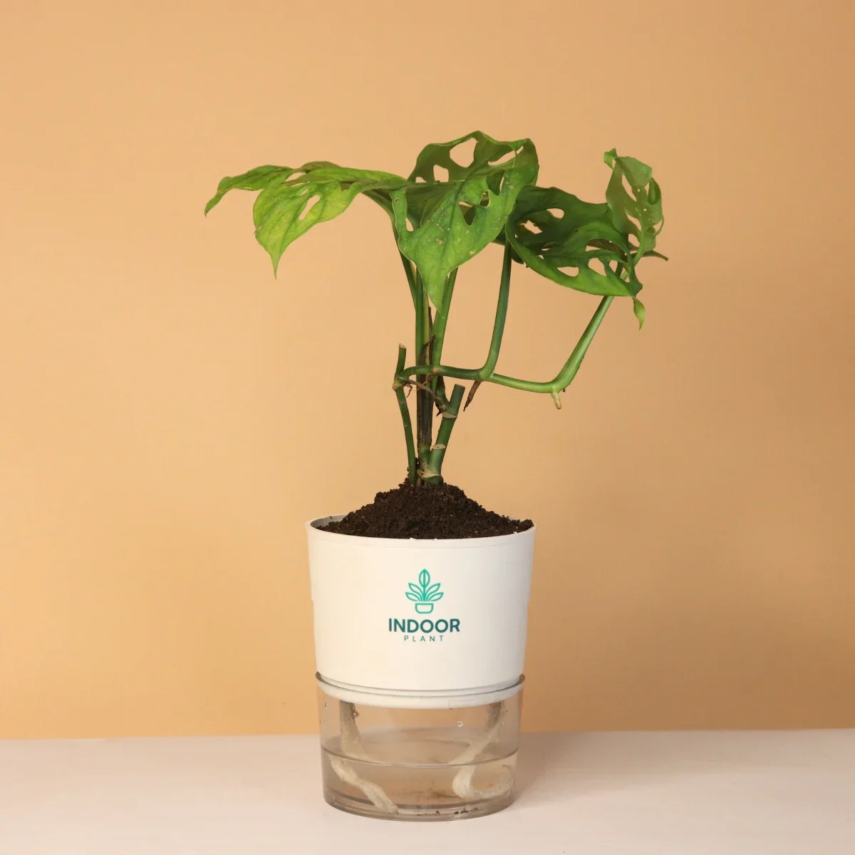 Monstera Broken Heart