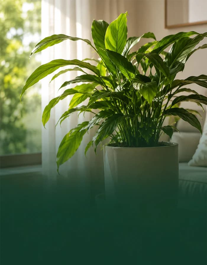 Air Purifying