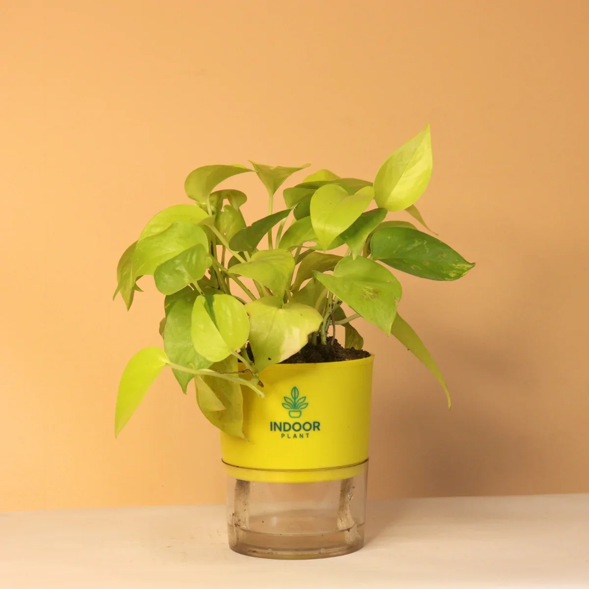 Low Light Plants